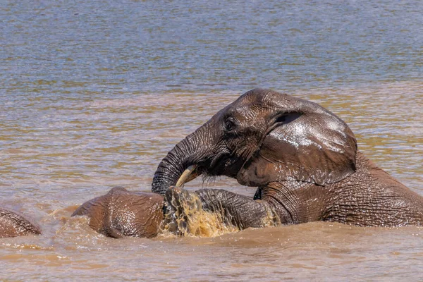 Слоны Loxodonta Africana Играют Воде Национальный Парк Пиланесберг Южная Африка — стоковое фото