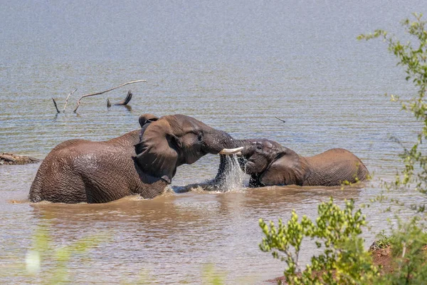 Слоны Loxodonta Africana Играют Воде Национальный Парк Пиланесберг Южная Африка — стоковое фото