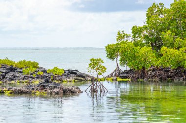 Sahilin güzel manzarası, Mauritius..