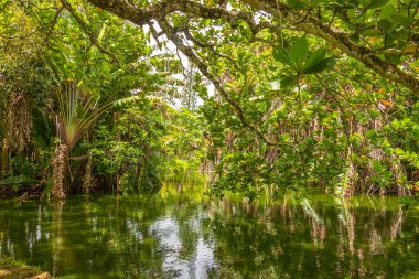 Muhteşem manzara, Pamplemousse 'daki botanik bahçesi, Mauritius..