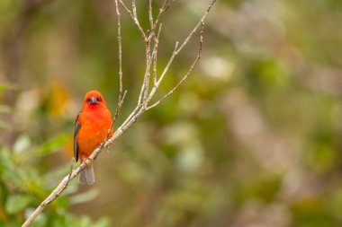 Mauritius Adası 'nda, doğal olarak bulanık arkaplanda bir ağaç dalında Parlak Kızıl Fody (Foudia madagascariensis).