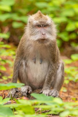 Yengeç yiyen macaque (macaca fascicularis) meraklı, Mauritius.