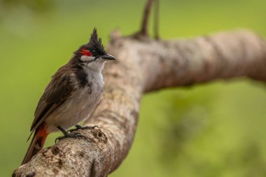 Dal üzerinde oturan kırmızı bıyıklı bulbul (Pycnonotus jocosus), yeşil arkaplan, Mauritius.