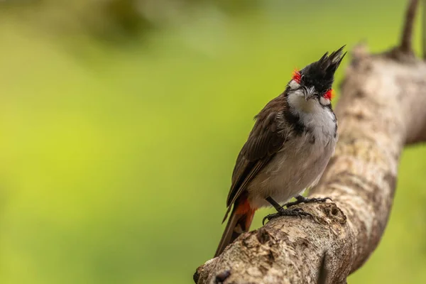 Bulbul Červenými Licousy Pycnonotus Jocosus Sedící Větvi Zelené Pozadí Mauricius — Stock fotografie