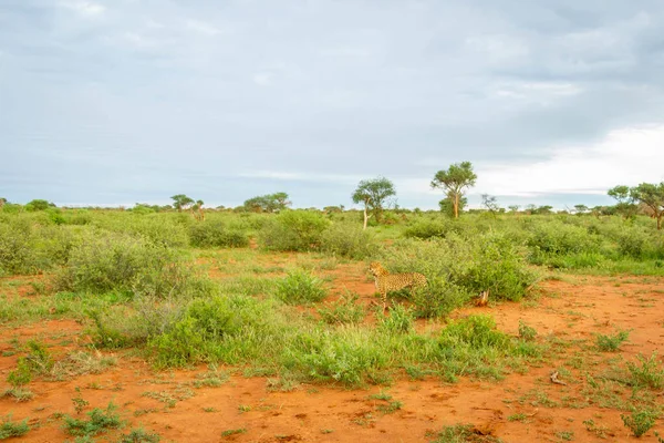 Gepard Acinonyx Jubatus Obserwujący Okolicę Madikwe Game Reserve Republika Południowej — Zdjęcie stockowe