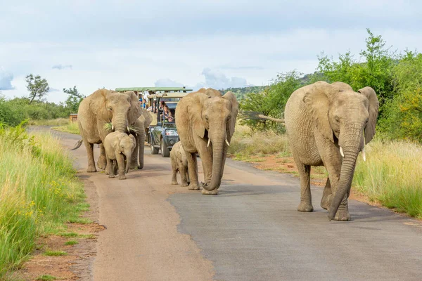 在南非的皮拉内堡国家公园 游客们正在路上观看野生非洲象 — 图库照片