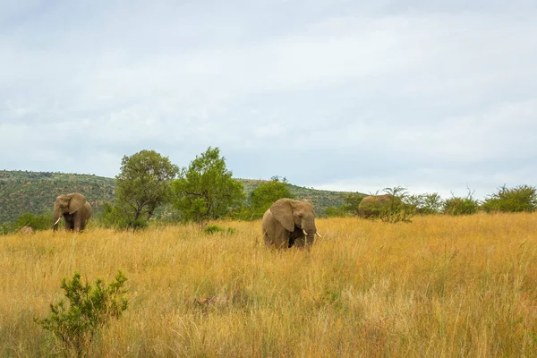 一群大象在南非皮拉内堡国家公园美丽的风景中漫步 — 图库照片