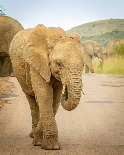 在南非Pilanesberg国家公园路上行走的大象 Loxodonta Africana — 图库照片