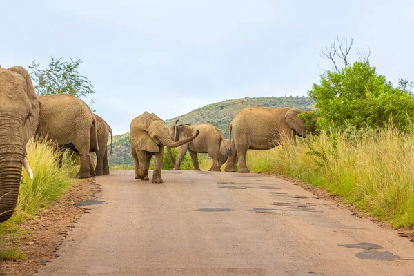 在南非Pilanesberg国家公园路上行走的大象 Loxodonta Africana — 图库照片