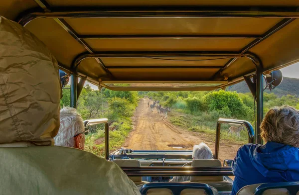 南非Pilanesberg国家公园 乘坐探索斑马群的全地形车辆的游客 — 图库照片