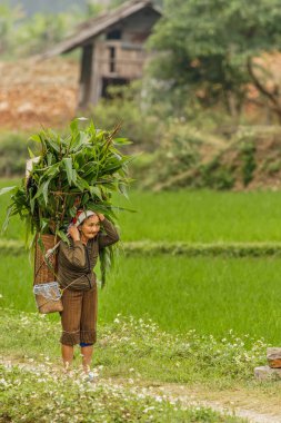 Mai Chau / Vietnam - 09 Mart 2019: Stoklarını beslemek için yiyecek taşıyan yaşlı bir kadın.