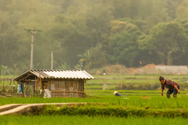 Mai Chau Vietnam March 2019 Μια Γυναίκα Που Εργάζεται Έναν — Φωτογραφία Αρχείου