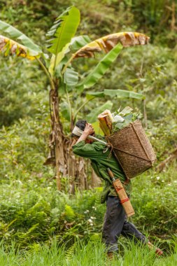 Pu Luong Doğa Koruma Alanı, Thanh Hoa / Vietnam - 10 Mart 2019: Kafasıyla ağır şeyler taşıyan yetişkin bir adam.