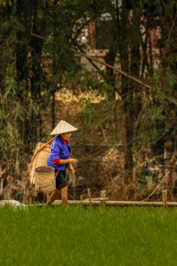 Mai Chau / Vietnam - 09 Mart 2019: Akşam ışığında pirinç tarlasında çalışan bir kadın.