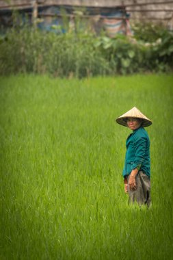 Tam Coc / Vietnam - 10 Mart 2019: Akşam ışığında pirinç tarlasında çalışan bir kadın.