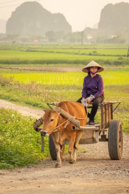Tam Coc, Ninh Binh / Vietnam - 11 Mart 2019: Güzel bir manzarada öküz arabasında oturan yerel bir Vietnamlı kadın.
