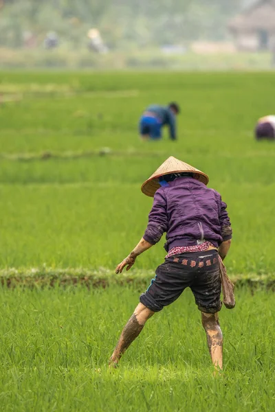 Mai Chau Vietnam March 2019 Ένας Γέρος Που Εργάζεται Ένα — Φωτογραφία Αρχείου