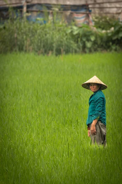 Tam Coc Βιετνάμ Μαρτίου 2019 Μια Γυναίκα Που Εργάζεται Ένα — Φωτογραφία Αρχείου