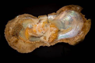 Siyah arka planda incili istiridye..