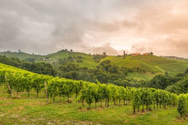 Günbatımında Avusturya, Avrupa 'da Suedsteirische adında güney Styrian asma yolu boyunca manzara bağları.