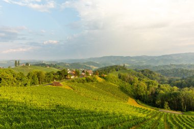 Avusturya 'da üzüm bağından yeşil tepelere kadar panoramik manzara.