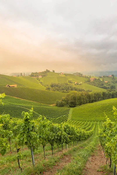 Landschap Wijngaard Langs Zuidelijke Steiermarkse Wijnroute Genaamd Suedsteirische Weinstrasse Oostenrijk — Stockfoto