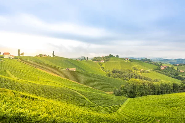 Panoramiczny Widok Winnicy Zielone Wzgórza Południowego Szlaku Wina Styryjskiego Austrii — Zdjęcie stockowe
