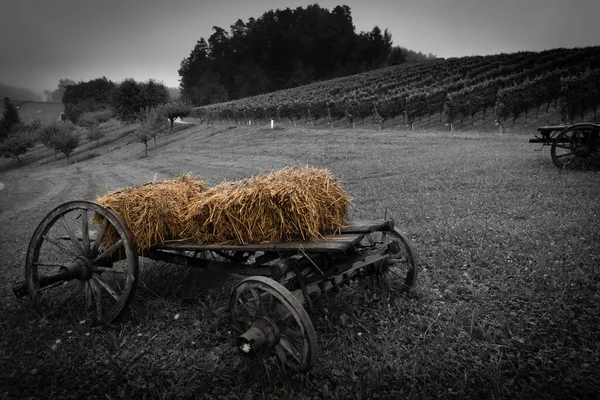 Ξύλινο Καρότσι Αποξηραμένο Σανό Μπροστά Από Ένα Vineyard Glanz Αυστρία — Φωτογραφία Αρχείου
