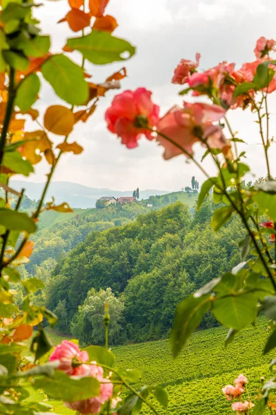 Panoramiczny Widok Winnicy Zielone Wzgórza Południowego Szlaku Wina Styryjskiego Austrii — Zdjęcie stockowe