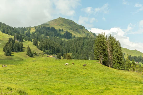 View Grasslands Cows Hohe Salve Ellmau Austria — Stock Photo, Image