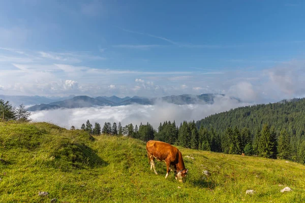 View Hartkaiser Morning Standing Wilder Kaiser Ellmau Austria — Stock Photo, Image