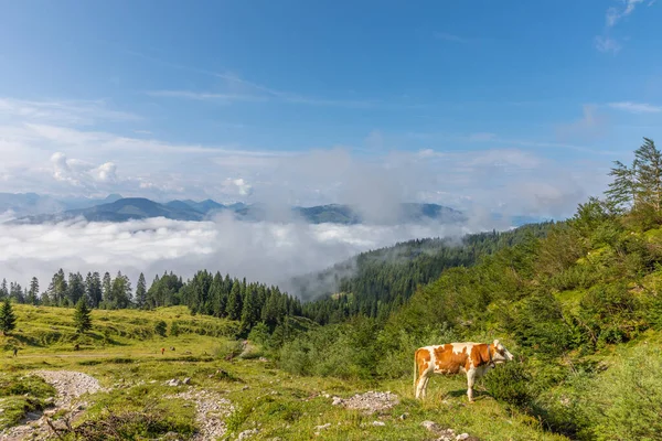 View Hartkaiser Morning Standing Wilder Kaiser Ellmau Austria — Stock Photo, Image