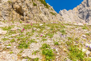 Ellmauer Tor 'da renkli çiçekler, Wilder Kaiser, Ellmau, Avusturya.