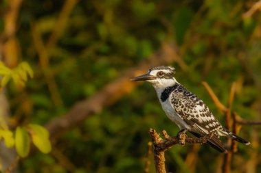 Dişi bir Pied Kingfisher (Ceryle rudis) Nil, Murchison Falls Ulusal Parkı, Uganda 'da bir dalda oturuyor..