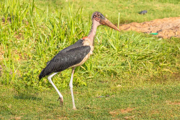 Cigüeña Marabú Leptoptilos Crumeniferus Entebbe Uganda — Foto de Stock