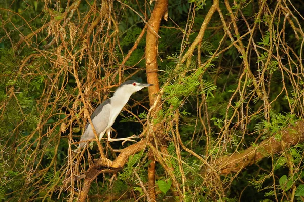 Black Crowned Night Heron Nycticorax Nycticorax Tree Murchison Falls Uganda — Stock Photo, Image