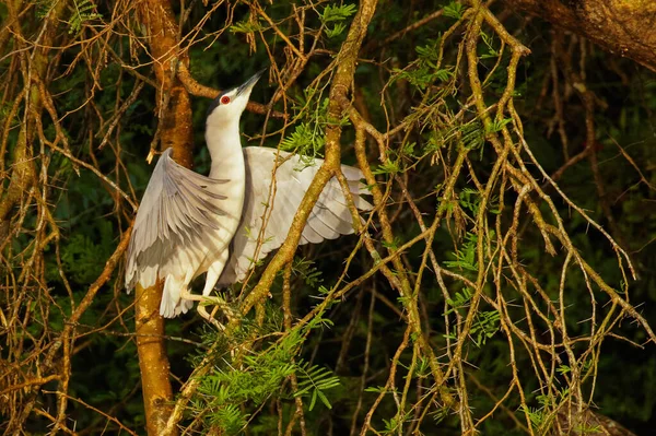 Black Crowned Night Heron Nycticorax Nycticorax Uma Árvore Murchison Falls — Fotografia de Stock