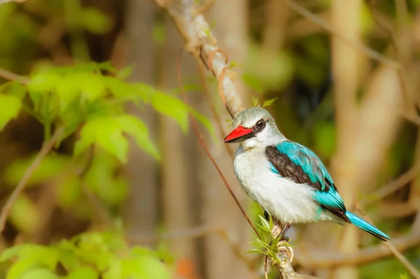 Woodland Kingfisher Halcyon Senegalensis Сел Ветку Национальный Парк Мурчисон Фолс — стоковое фото