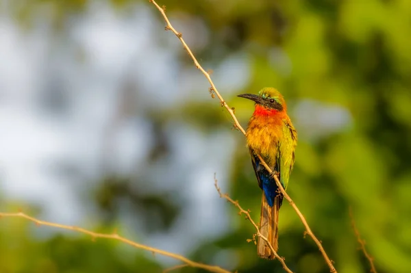 Comedor Abelhas Garganta Vermelha Merops Bulocki Sentado Filial Murchison Falls — Fotografia de Stock