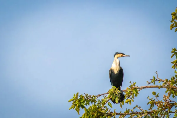 Grande Corvo Marinho Phalacrocorax Carbo Conhecido Como Grande Corvo Marinho — Fotografia de Stock