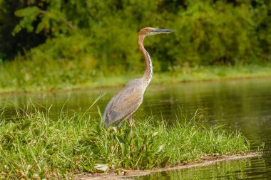 Goliath Heron (Ardea Goliath) ya da balıkçılgiller (Ardeidae) familyasından dev balıkçıl kuşu..