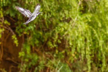 Pied Kingfisher (Ceryle rudis) Nil, Murchison Falls Ulusal Parkı, Uganda üzerinde geziniyor..