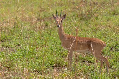 Uganda 'daki Murchison Falls Ulusal Parkı' nda erkek Oribi (Ourebia ourebi)..