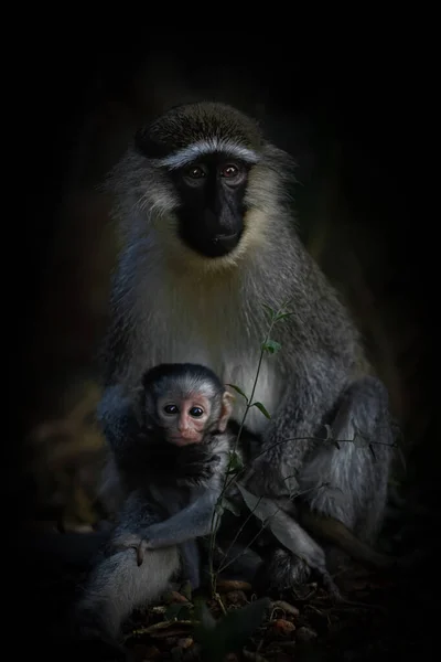 Monyet Vervet Chlorocebus Pygerythrus Betina Memegang Bayi Sambil Menatap Kamera — Stok Foto