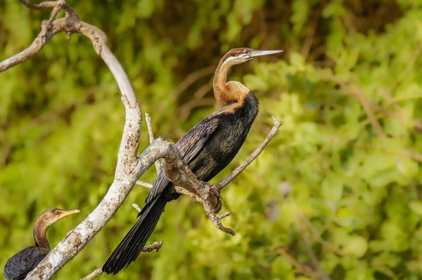 Dard Afrique Anhinga Rufa Perché Dans Arbre Parc National Des — Photo