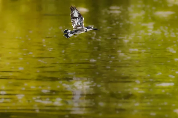 Pied Kingfisher Ceryle Rudis Lebeg Nílus Felett Murchison Falls Nemzeti — Stock Fotó