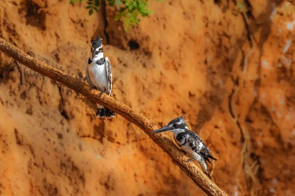 Пара Pied Kingfisher Ceryle Rudis Сидит Ветке Над Нилом Национальный — стоковое фото