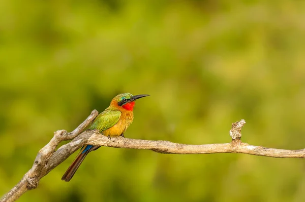 Comedor Abelhas Garganta Vermelha Merops Bulocki Sentado Filial Murchison Falls — Fotografia de Stock