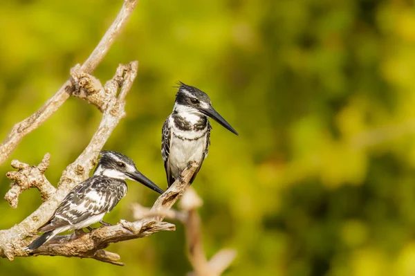 Dvojice Pied Kingfisher Ceryle Rudis Sedí Větvi Nad Nilu Murchison — Stock fotografie