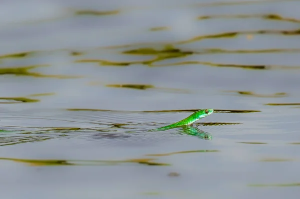 Green Mamba Dendroaspis Viridis Úszás Nílusban Murchison Falls Nemzeti Park — Stock Fotó